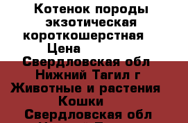 Котенок породы экзотическая короткошерстная. › Цена ­ 20 000 - Свердловская обл., Нижний Тагил г. Животные и растения » Кошки   . Свердловская обл.,Нижний Тагил г.